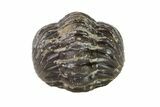 Wide, Enrolled Austerops Trilobite - Morocco #156985-1